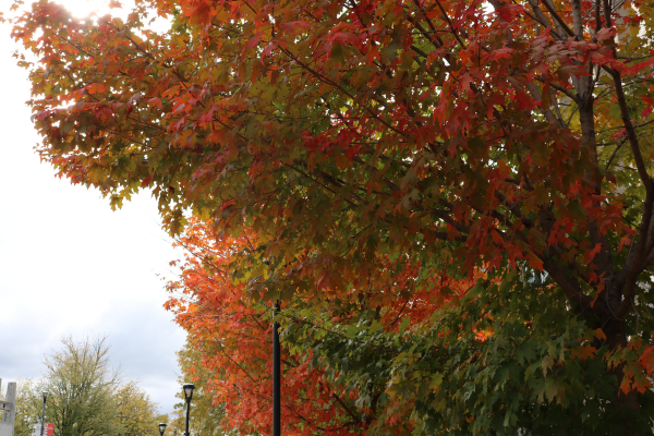 Fall Break Resources