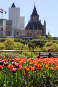 Ottawa Tulip Festival with the Parliament visible in the background.