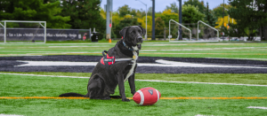 A Safe and Respectful Panda Game