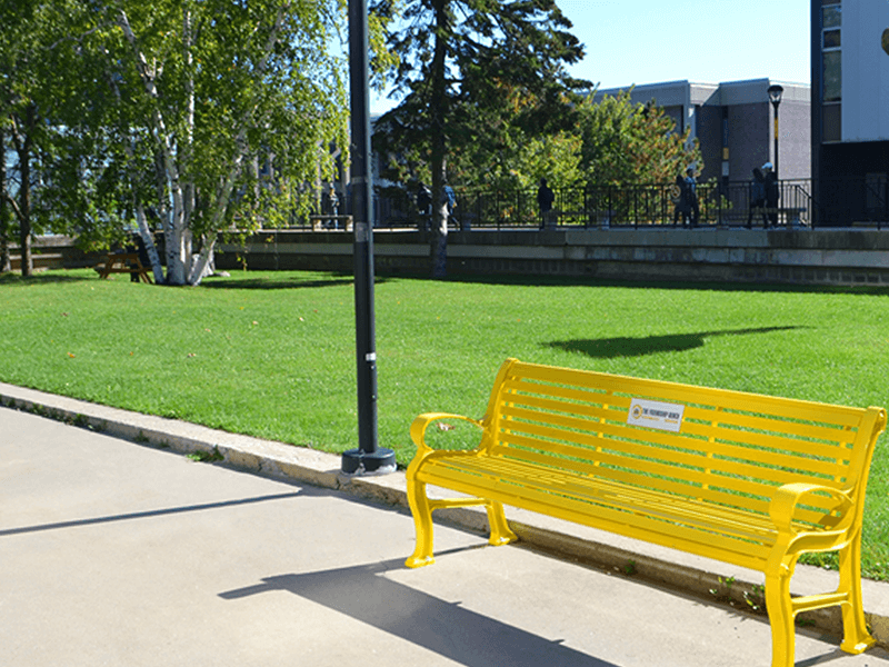 A bright yellow 'friendship bench' is positioned in front of green grass in the Carleton Quad.