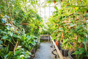 Celebrating St. Patrick’s Day Safely and Responsibly