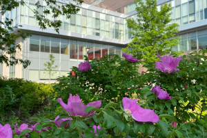 Celebrating Asian Heritage Month