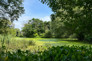 Tiny Forest Coming to Carleton
