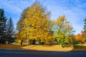 The Winter Career & Networking Fair: Here’s What You Need to Know