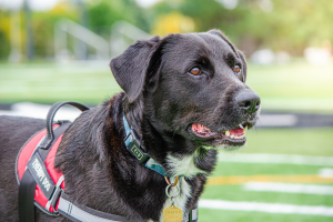 A portrait of a large black dog wearing a red Therapy Dog vest standing on a football field