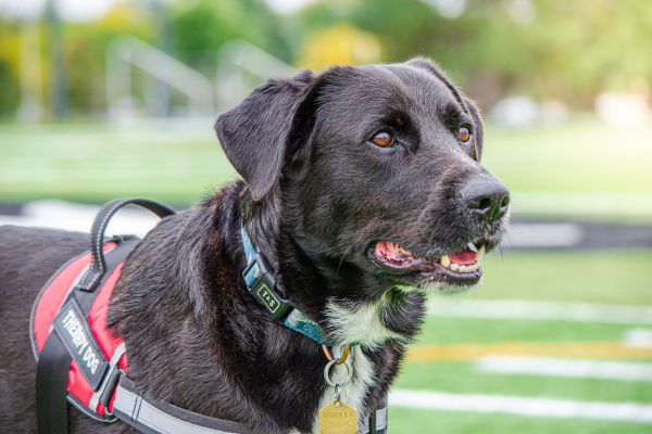 Photo thumbnail for the story: Take a Break from the Books: Reasons to Visit Carleton’s Therapy Dog Program