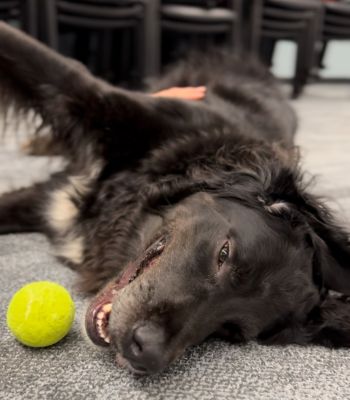 CU Therapy Dog rolling around on the floor with a yellow ball by his mouth.