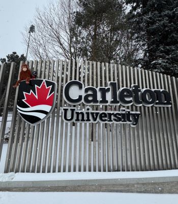 A stuffed orangutan and raven sitting on the Carleton University sign on Bronson.