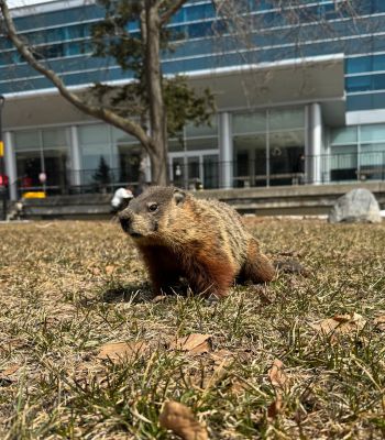 A groundhog sitting in a patch of grass in the academic quad with Tory Building in the background.