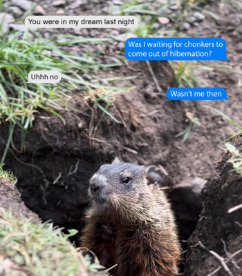 A groundhog peeking its head out of a burrow with a graphic of a series of texts exchanged in the background.