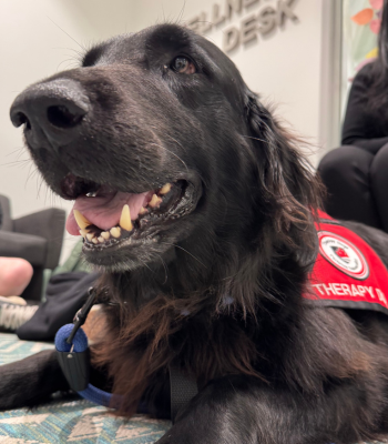 A close-up of Sailor the therapy dog smiling.