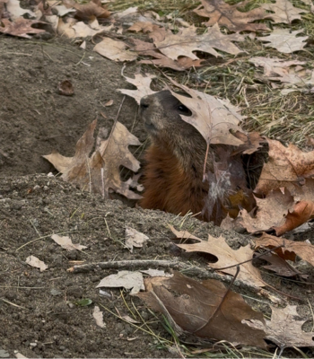 A groundhog with a leaf on its head, poking out of its burrow.