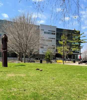 Two groundhogs in the quad with the MacOdrum Library in the background.