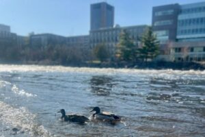 Two ducks swimming in the Rideau River with campus buildings in the background.