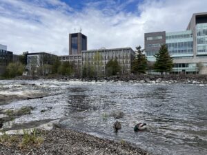 Two ducks swimming in the Rideau River with campus buildings in the background.