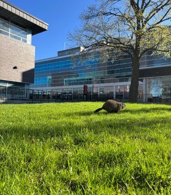 A groundhog running in the Quad.