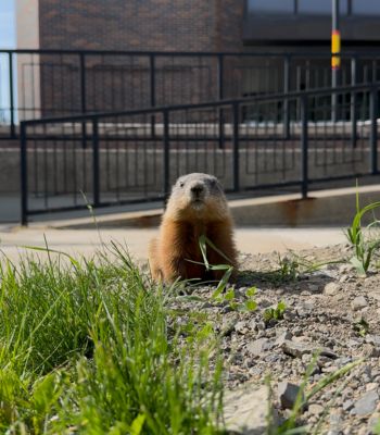 A baby groundhog sitting on the grass and staring at the camera.