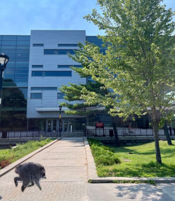 The MacOdrum library with a photo of a viral raccoon photoshopped on the front.