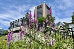 Purple loosestrife and Dunton tower in the background.