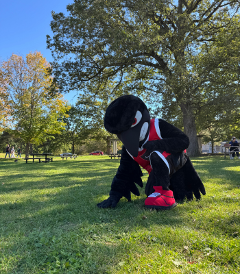 Rodney the Raven mascot kneeling down and touching the grass on campus.