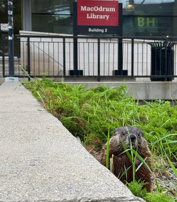 A groundhog peeking through the grass with the MacOdrum Library in the background.